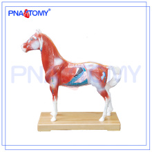 PNT-AM42 hot sale horse Acupuncture Model animal anatomy model